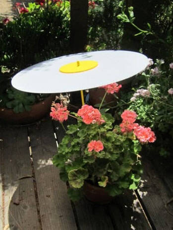 Yellow plant shade dot protecting geraniums from sun