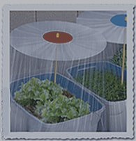 Shade for Plants using red plant Shade Dot to keep bugs off lettuce without pesticides.